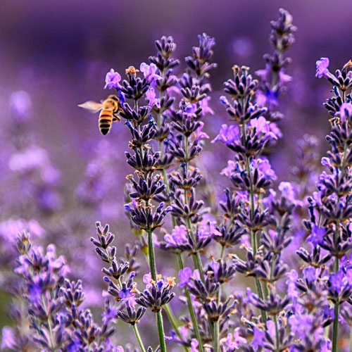 Aquavibe Lavanda Body Splash 300ml - Avon