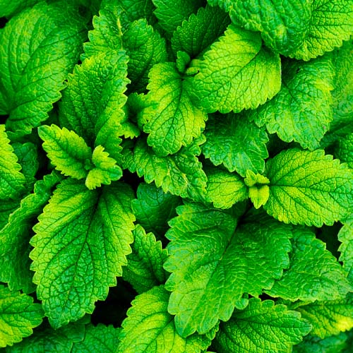 Aquavibe Alfazema Body Splash 300ml - Avon