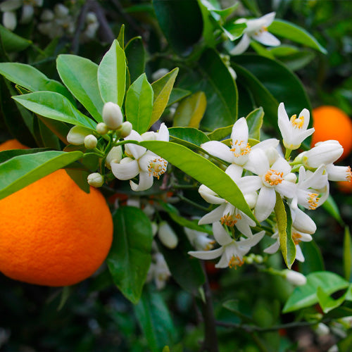 Aquavibe Ameixa Body Splash 300ml - Avon