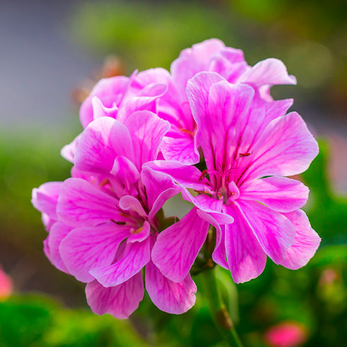 Aquavibe Baby Smell Body Splash 300ml - Avon