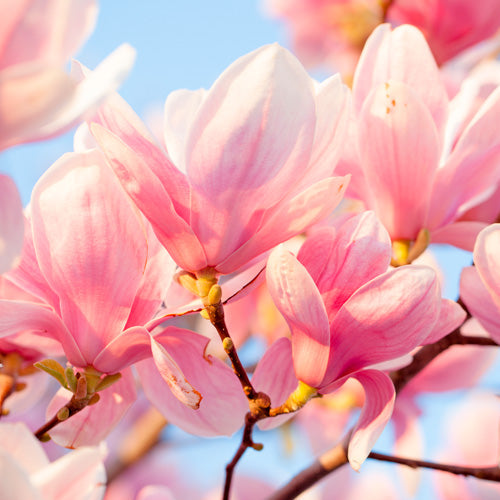 Aquavibe Melancia Body Splash 300ml - Avon