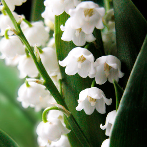 Aquavibe Chypre Body Splash 300ml - Avon